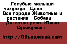 Голубые малыши чихуахуа › Цена ­ 25 000 - Все города Животные и растения » Собаки   . Дагестан респ.,Южно-Сухокумск г.